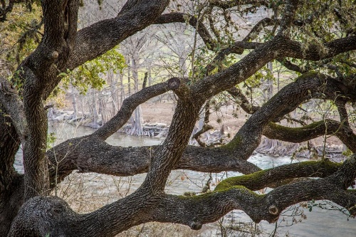 Honey Haus on the Horseshoe Home image 33